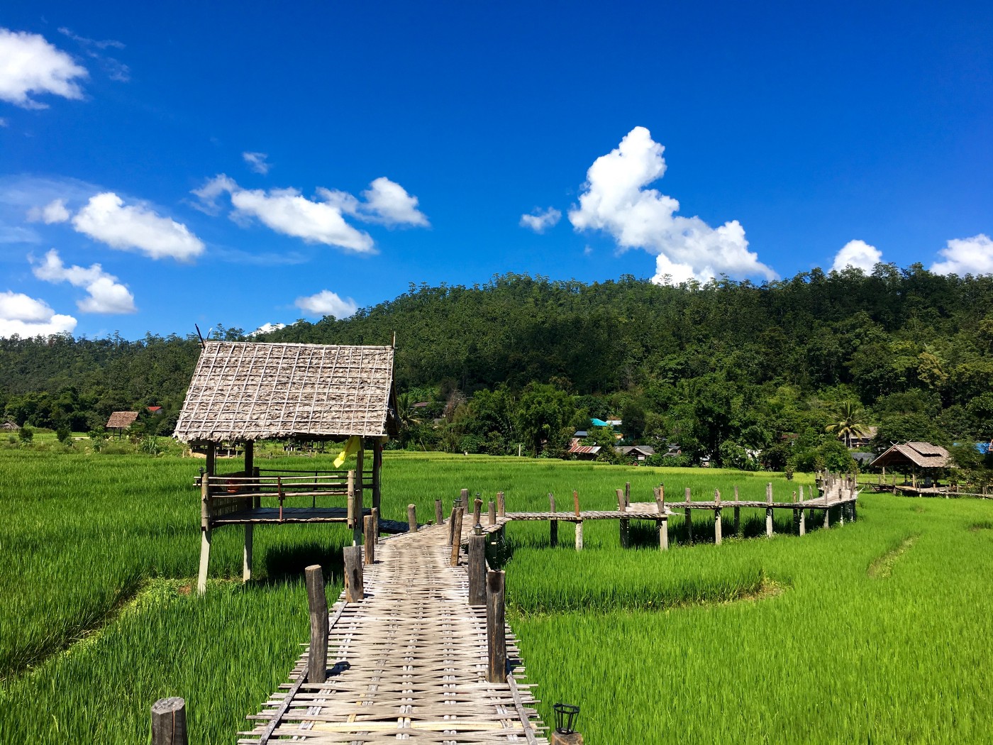 Buddha Bamboo Bridge