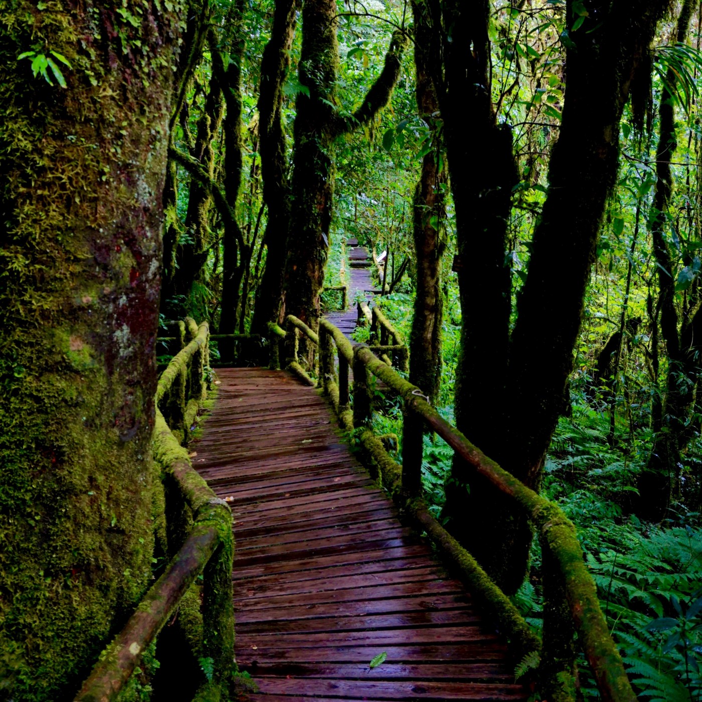 Sendero en la cima del Parque Nacional Doi Inthanon