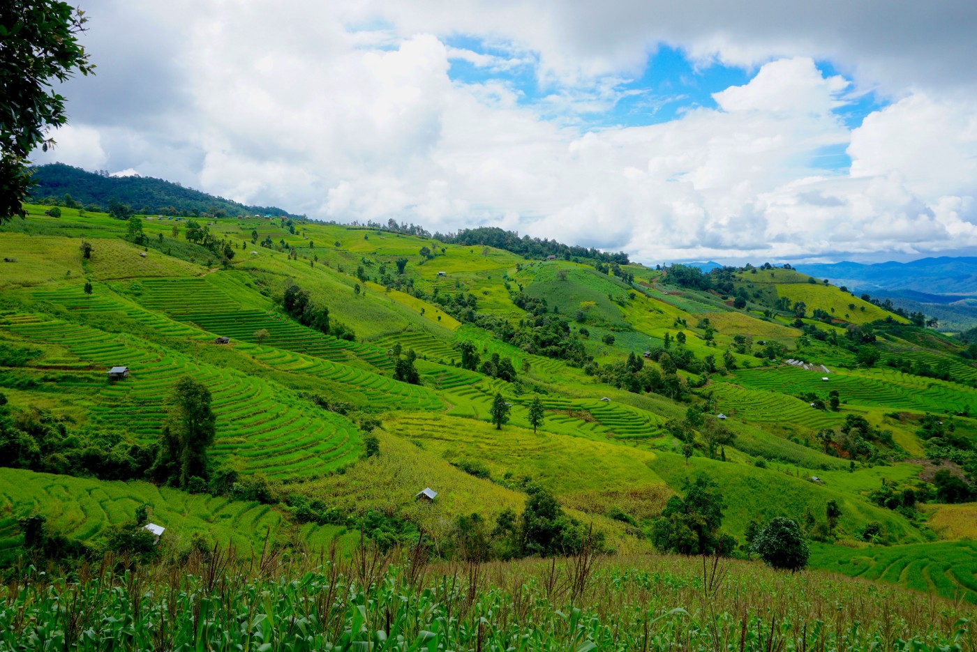 Campos de arroz en Mae Chaem